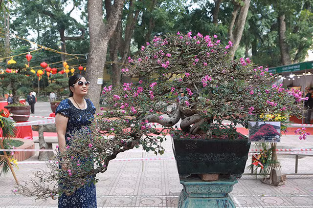 Độc đáo nhất triển lãm là tác phẩm hoa giấy, dáng huyền của anh Việt Quân. “Hoa giấy là một loại hoa rất phổ biến, loại này làm bonsai rất đẹp nhưng khi làm mất nhiều thời gian. Cây này có giá gần 1 tỷ đồng”, anh Quân cho biết