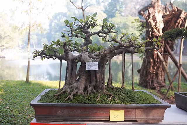 Giá trị của cây phụ thuộc vào độ già, dáng. Tùy theo từng loại, giá dao động từ vài triệu đồng đến vài trăm triệu đồng, anh Quân chia sẻ.