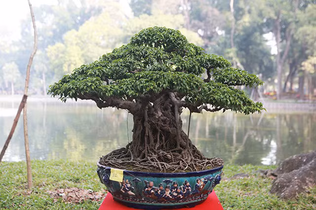 Sanh cổ (sanh lá móng) của anh Lê Danh Tín cũng có giá trị vài trăm triệu đồng.