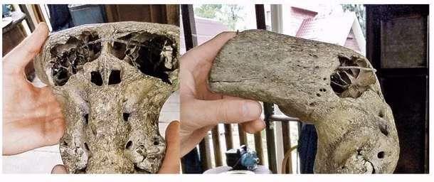 Đầu lâu còn lại được xác định có khả năng là thuộc về một người Anunnaki cổ đại.