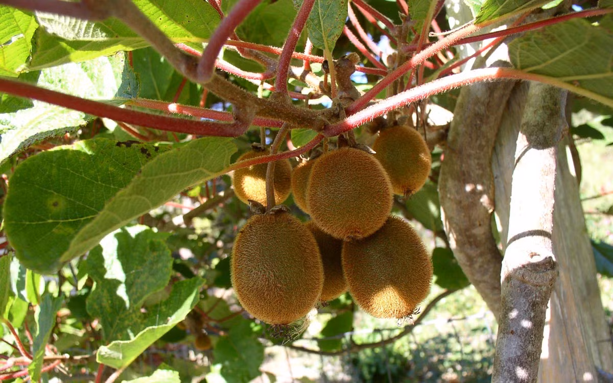 Cach trong kiwi tai nha cuc de it ngo