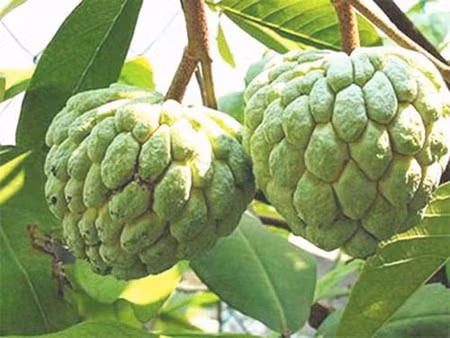 Được biết, na không hạt có xuất xứ từ Thái Lan đã và đang du nhập vào nước ta vài năm gần đây. Na không hạt có chiều cao tối đa 4m, tán rộng trong 2m, lá bản to, dài, xanh đậm hơn so với giống na truyền thống.