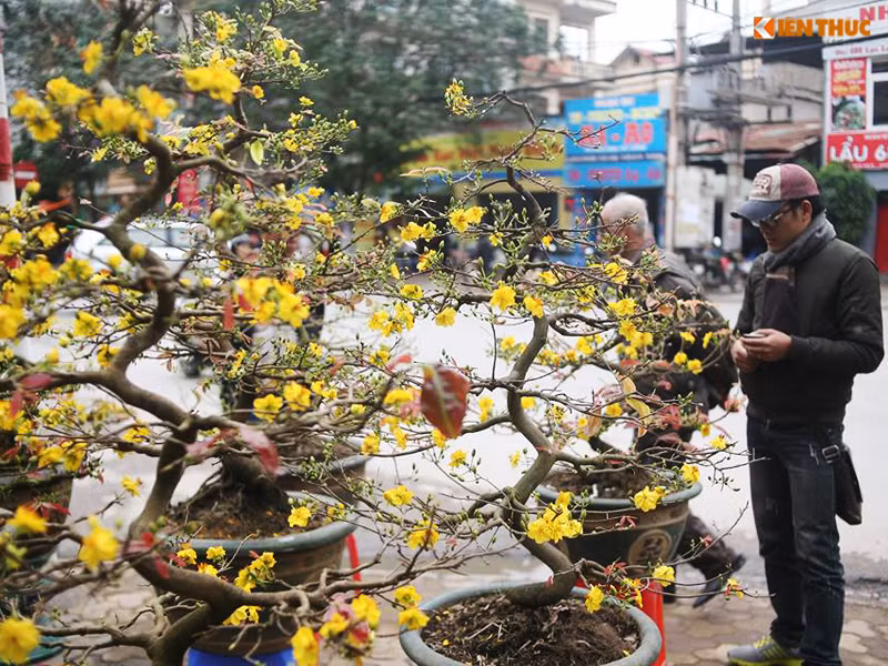 Người Hà Nội khá thích thú khi được tận mắt ngắm hoa mai vàng.