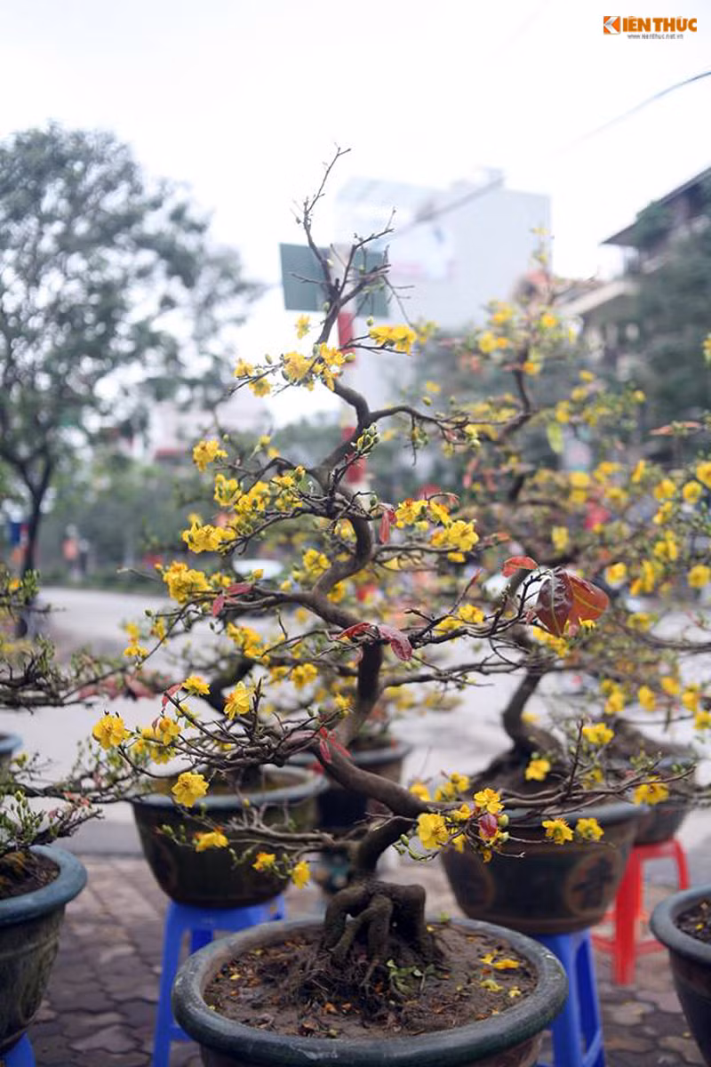 Tiết trời ở Hà Nội ngày cận Tết ấm lên nên những bông hoa mai nở rất mạnh, khoe sắc vàng tươi sáng.