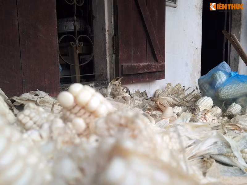 Những bắp ngô mà bà Hợi trồng được không kịp bán nên bà đành phải bóc vỏ, phơi khô để làm thức ăn cho gà.