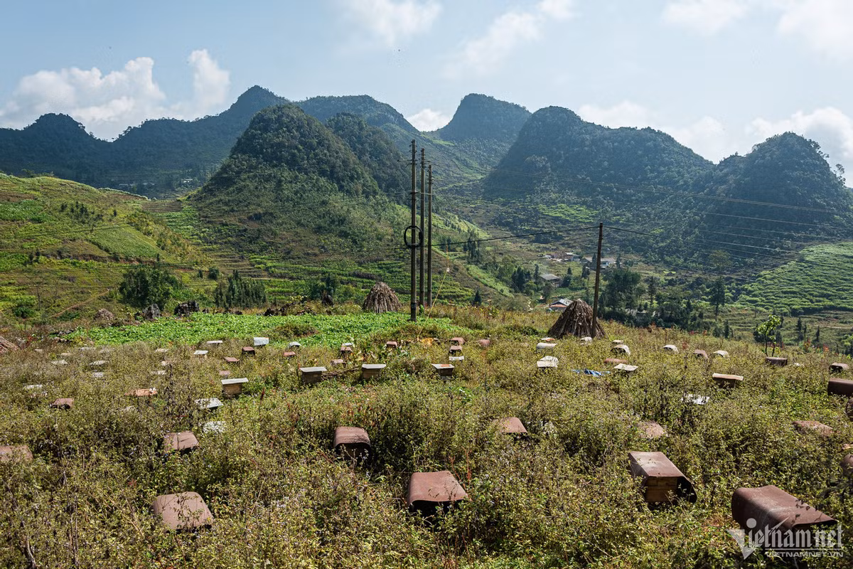 Thời điểm này đang vào mùa hoa bạc hà, đi dọc quốc lộ 4C đi các huyện ở Hà Giang dễ dàng gặp những lán nuôi ong. Mỗi tổ đặt cách nhau ít nhất 2m được che chắn cẩn thận, lối đi của các tổ không được đặt đối diện nhau.
