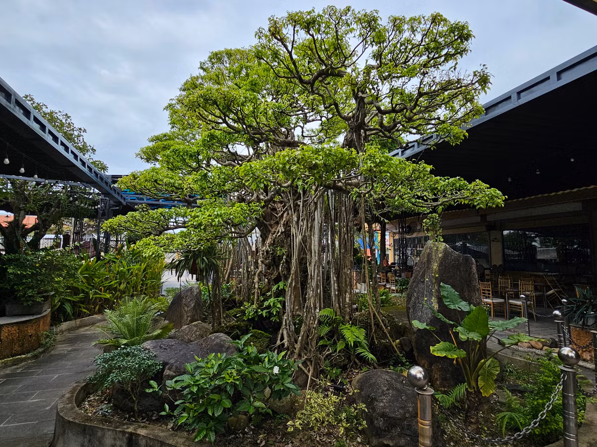 Can canh tuyet pham bonsai “con rong Chau A” tien ty co 1-0-2-Hinh-2