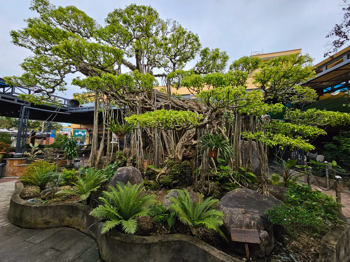 Can canh tuyet pham bonsai “con rong Chau A” tien ty co 1-0-2