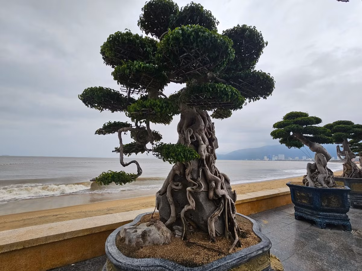 Thời tiết lạnh giá của mùa đông không làm giảm đi vẻ đẹp "cổ - kỳ - mỹ" của các tác phẩm bonsai.