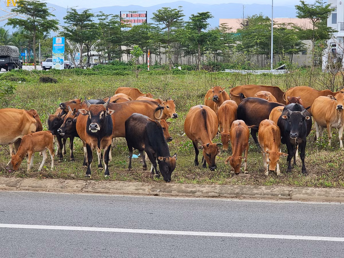 Vịnh An Hòa City từng được giới bất động sản ca ngợi là nơi hội tụ những giá trị vượt trội của một đại đô thị hiện đại với những trải nghiệm độc đáo.