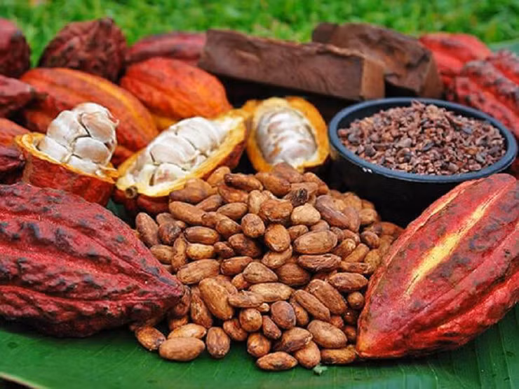 Ca cao chứa nhiều chất chống oxy hóa hơn cả rượu vang đỏ, trà xanh - Hình 3 Ca cao chua nhieu chat chong oxy hoa hon ca ruou vang do, tra xanh-Hinh-3