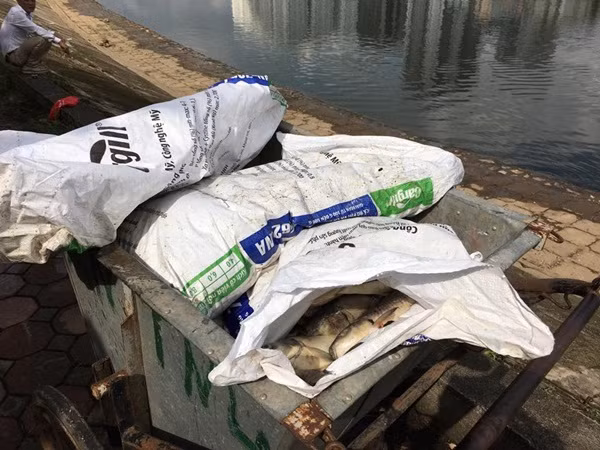Số lượng cá chết được vớt trong sáng 27/10 đã giảm đi bởi lực lượng chức năng đã tiến hành vớt cá cả đêm.