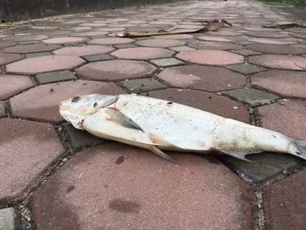 Hiện tượng cá chết ở hồ Linh Đàm xảy ra bất ngờ. Ngay sau khi nhận được tin báo của người dân, các đơn vị chức năng đã khẩn trương có mặt tại hiện trường để xử lý, vớt cá. Ngay trong sáng nay (27/10), ông Trần Huy Hoàng, Chủ tịch UBND phường Hoàng Liệt (Hà Nội) đã trực tiếp tới hồ Linh Đàm cùng với nhiều lãnh đạo phường, công nhân môi trường tiến hành gom cá chết vào bao tải đưa đi tiêu hủy.