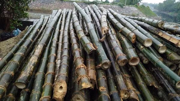 Những cọc tre dài, chất đống để chuẩn bị khắc phục chỗ hư hỏng trên tuyến đường.