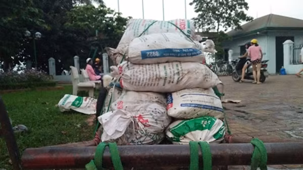 Cá chết được đựng vào bao tải và nhanh chóng vận chuyển ra khỏi khu vực Hồ Tây.