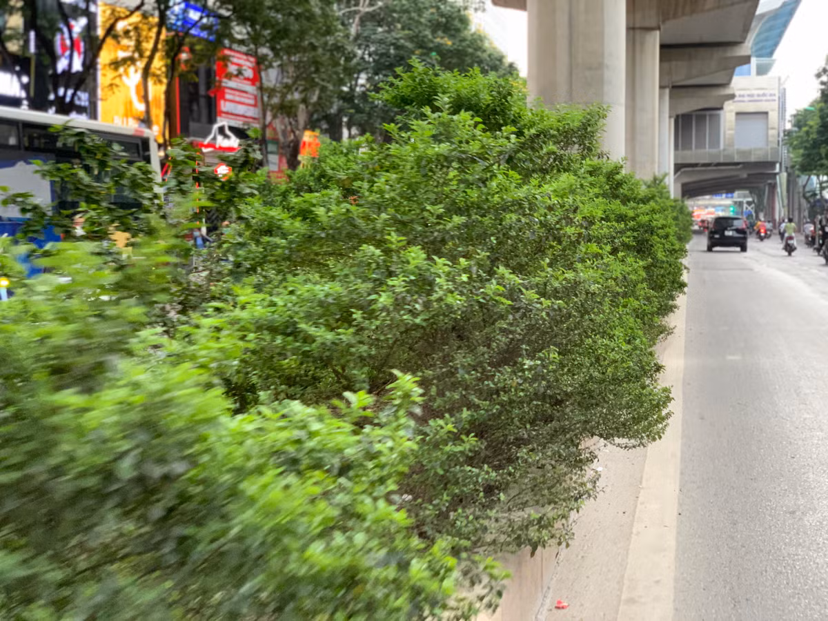 Cây cối mọc tràn lan trên tuyến đường Xuân Thủy mà không có bàn tay thu dọn của các công nhân đô thị.