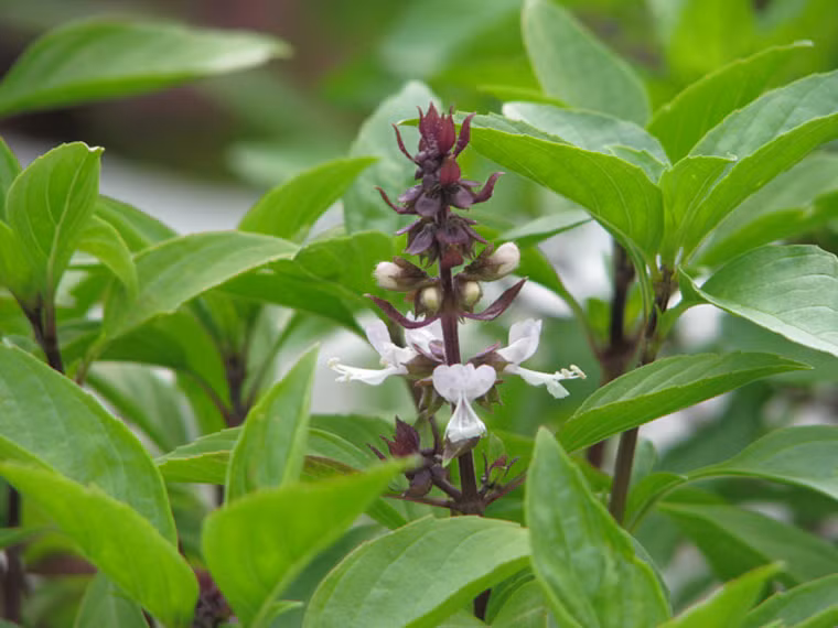  Đặc biệt, monoterpene – chất chống oxy hóa có trong húng quế từng được chứng minh có khả năng ngừa ung thư tinh hoàn. 