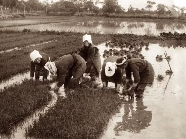 Phụ nữ Nhật Bản cùng nam giới xuống đồng. Ảnh QQ.