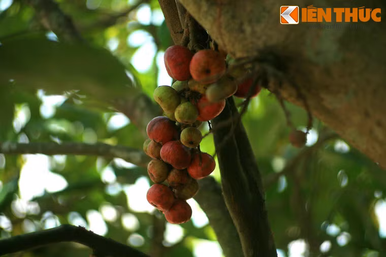 Những trái sung rừng chín đỏ đầy hấp dẫn.