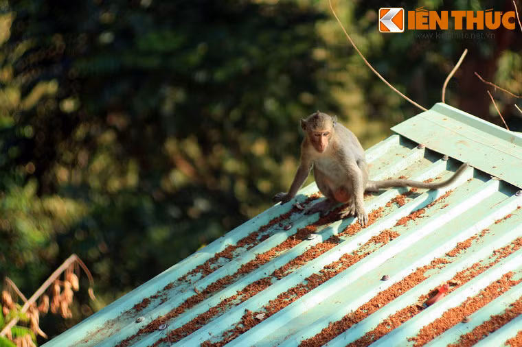 Núi Bà Đen là nơi sinh sống của rất nhiều loài động vật hoang dã. Nổi bật nhất trong đó là những chú khỉ. Những con vật này tập trung khá nhiều quanh các đền chùa ở lưng chừng núi.