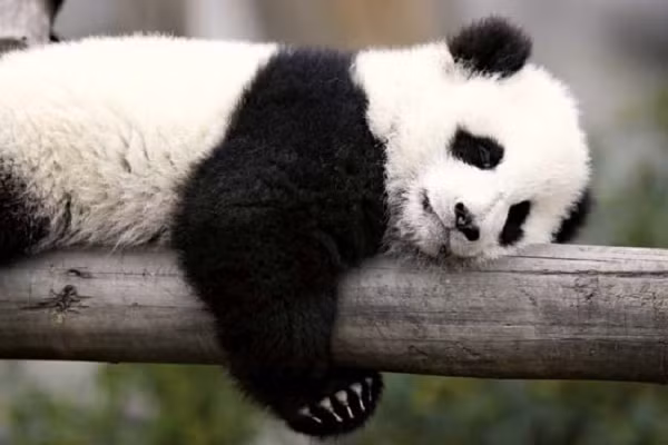 Gấu trúc là loài động vật bừa bãi nhất khi ngủ, chúng có thể ngủ ở bất kỳ đâu bởi thực tế chúng có khá ít kẻ thù trong tự nhiên nên không cần lo lắng khi ngủ.