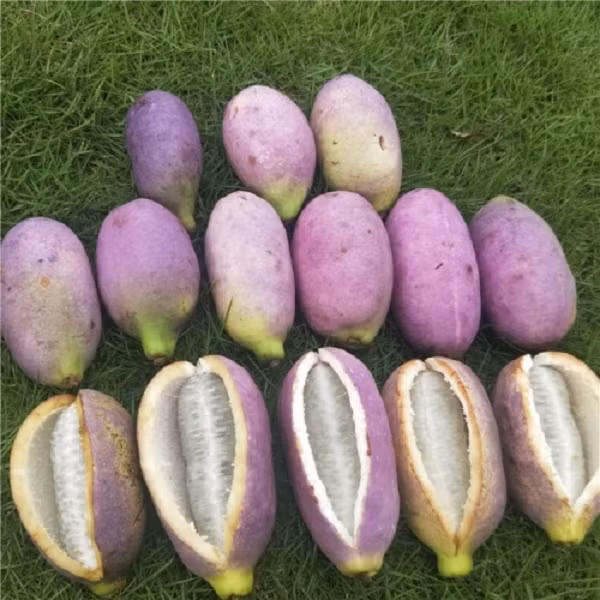 Chỉ cần nhặt nó lên, tách một đường và có thể ăn trưc tiếp luôn, hoặc sử dụng nó làm rượu, chiết xuất lấy mật ong, nước trái cây....