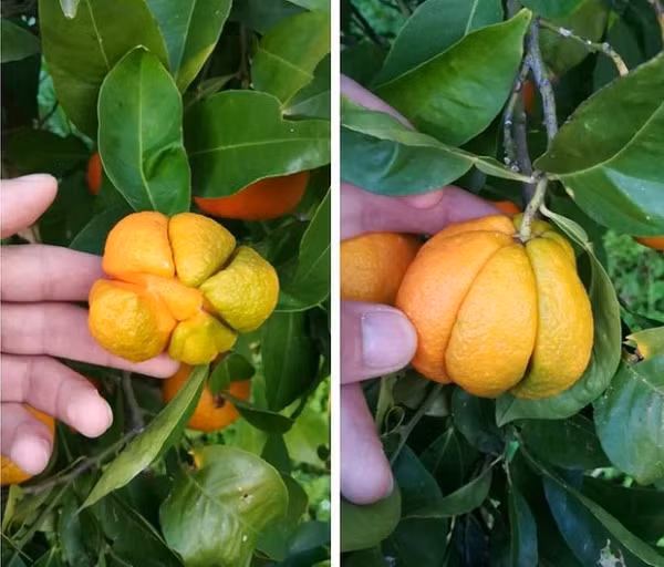 Những múi cam đâu chỉ nằm trong lớp vỏ. Nó còn thể hiện ra bên ngoài nữa này!