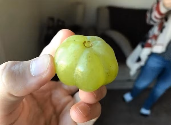 Chỉ là một quả nho với hình dạng giống quả bí ngô thôi mà.