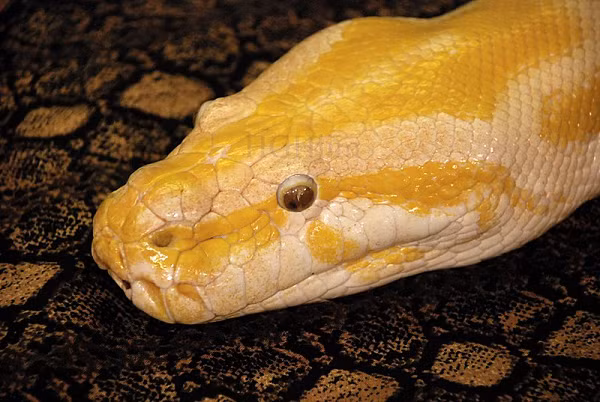 Trăn Miến Điện hay còn gọi là trăn mốc (danh pháp ba phần: Python molurus bivittatus) trước đây được xem là phân loài lớn nhất của trăn Ấn Độ trong chi python.