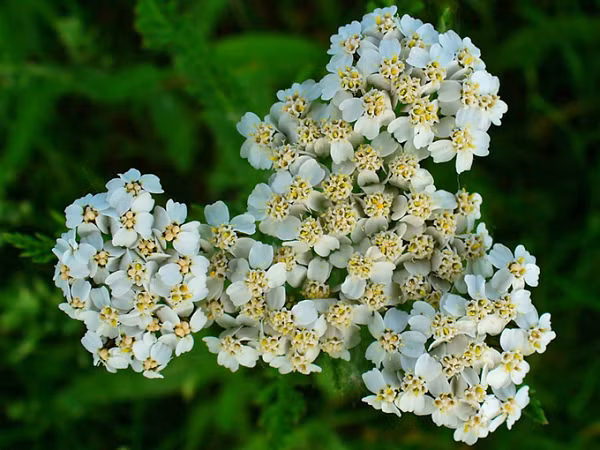 Lá Yarrow tươi dùng để cầm máu vết thương, điều trị các vấn đề về tiêu hóa, chữa sốt, giảm chảy máu kinh nguyệt, kích thích tuần hoàn và chữa đau nhức răng. Trong Y học Trung Quốc, người ta tin rằng Yarrrow có thể tác động đến thận, lá lách và các kênh năng lượng trong cơ thể.