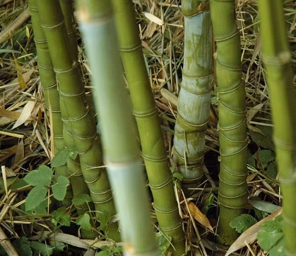 Loài trúc này thân cao 5–12m, đường kính 2–5cm, khoảng cách các đốt 15–30cm. Các đốt ở phía gốc bị co ngắn lại và phồng lên, đan chéo nhau tạo cho cây một dáng vẻ hấp dẫn tuyệt vời, nhìn tựa con rồng đang bay lên, màu sắc vỏ cũng rất đẹp.