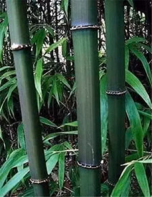 Lóng dài 8 – 20 cm, vuông cạnh, vách dày, vỏ nhám. Vòng mo và vòng rễ nổi rõ. Những đốt phía gốc có rễ khí sinh hình gai nhọn. Mỗi mắt mang 3 cành, càng lên can, số cành nhiều hơn. Lá hình thuôn – mác, dài 8 – 20 cm, rộng 1 – 2 cm, đầu nhọn.