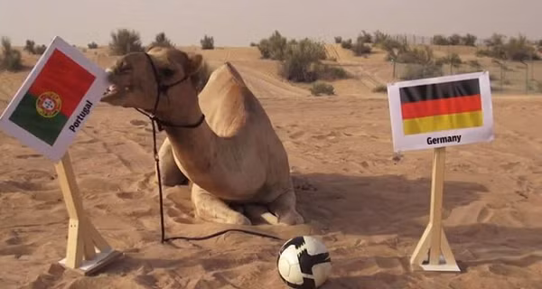 Vào năm 2014, tờ Gulf News có trụ sở tại Dubai bất ngờ phát hiện ra một con lạc đà cực khôn ngoan tên là Shaheen. Nó đã chỉ ra chính xác kết quả một số trận đấu thuộc World Cup 2014.