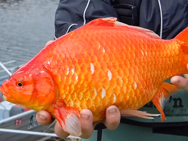 Tháng 12 năm ngoái, người ta phát hiện một con cá vàng khổng lồ nặng 4 kg, lớn gấp 15 lần so với những con cá cảnh thông thường, tại một hồ nước ở Nam Carolina.
