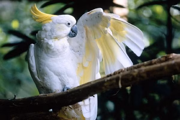 Các chuyên gia đã giải phẫu những mẫu não của 98 loài thuộc họ chim, bao gồm cả gà, chim nước, vẹt và cú... Họ khám phá ra một khu vực nằm trong não của những loài này được gọi là hạt xoắn ốc trung gian (SpM).