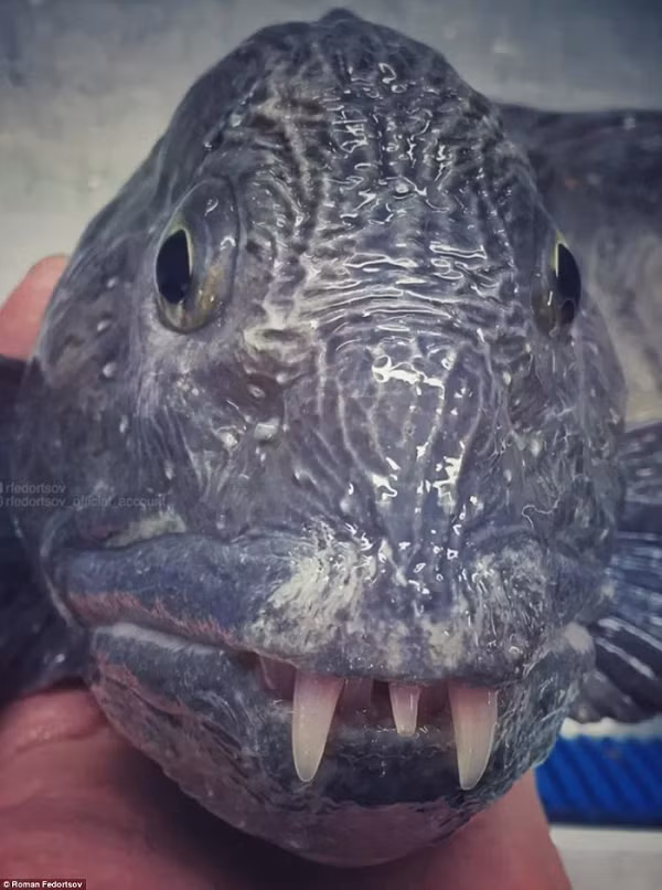 Một con cá sói (wolf fish), sống tại độ sâu 200 - 1000m.