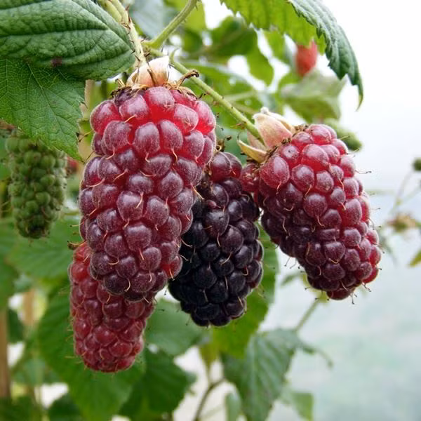 Tayberry, một loại quả lai giữa quả mâm xôi đen và dâu rừng. Tayberry được đặt tên theo sông Tay ở Scotland. Loại quả này có kích thước lớn hơn, vị ngọt chua và dùng để làm mứt.