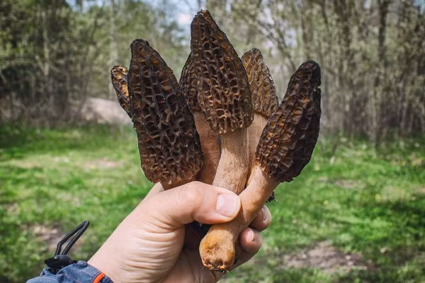 Không chỉ là một món ngon khiến giới ẩm thực say mê, nấm The Black Morel còn mang đến nhiều lợi ích về mặt sức khỏe. Chuyên gia dinh dưỡng Shikha Aggrawal cho biết: "Kali, vitamin, đồng, chất chống oxy hóa,... tất cả đều có trong nấm The Black Morel".