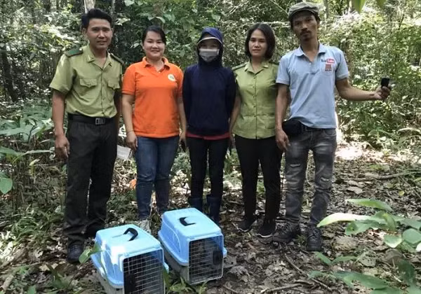 Hai cá thể khỉ đều đang còn nhỏ, trong đó khỉ mặt đỏ bị thương, cụt đuôi. Vì vậy, anh N. đem về chăm sóc, nuôi dưỡng. Sau khi được cơ quan chức năng vận động, anh N. đã tự nguyện giao nộp hai con khỉ.