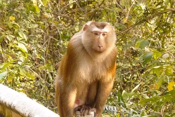 Khỉ đuôi lợn có tên khoa học là Macaca leonina. Tên gọi của nó xuất phát từ hình dáng chiếc đuôi giống như đuôi của loài lợn, đây là một trong những loài lớn nhất trong họ nhà khỉ Cercopithecidae.