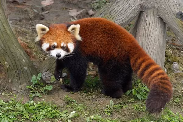 Cấu trúc ruột đặc biệt của Họ Gấu trúc đỏ nói chung đều không thể tiêu hóa được Xenlulozơ (Cellulose) vì vậy chúng cần phải kiếm được một lượng lớn tre mỗi ngày.
