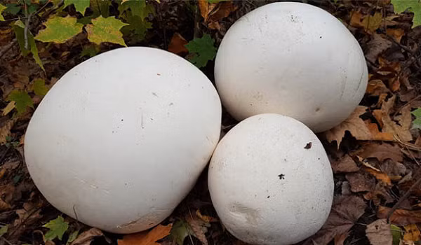 Nấm Puffball ưa môi trường nhiệt độ cao, ẩm độ cao, sinh trưởng mạnh trên đất cát có pha nhiều chất hữu cơ như cây cối mục.