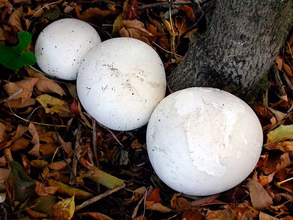 Giá thị trường hiện nay của loại nấm Puffball khoảng 200 tệ 1 cân (khoảng 700 nghìn đồng).