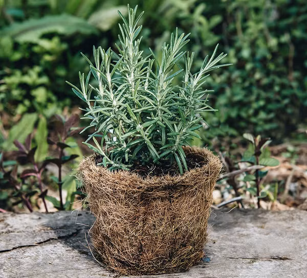 Cây hương thảo cũng được coi là một loại thảo dược hấp dẫn và đầy công hiệu với sức khỏe. Ngoài tác dụng có thể nấu ăn được, cây hương thảo còn giúp xua đuổi và phòng chống muỗi.