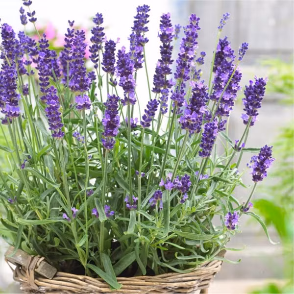 Một trong những cách chống muỗi tự nhiên là sử dụng cây hoa oải hương. Không chỉ có sắc tím hút hồn, oải hương còn sở hữu mùi hương quyến rũ và giúp thư giãn thần kinh. Tuy nhiên muỗi lại không hề thích thú với mùi này.