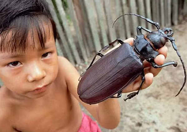 Bọ cánh cứng Titan có ngoại hình vô cùng đáng sợ, là loài côn trùng cánh cứng lớn nhất sinh sống trong rừng mưa Amazon nam Mỹ. Nó cũng là một trong những loài côn trùng có kích thước lớn nhất thế giới.