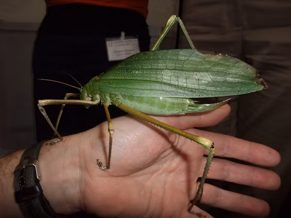 Giant Long-Legged Katydids có nguồn gốc ở Malaysia. Chiều dài trung bình của con trưởng thành dao động từ 15-25cm.
