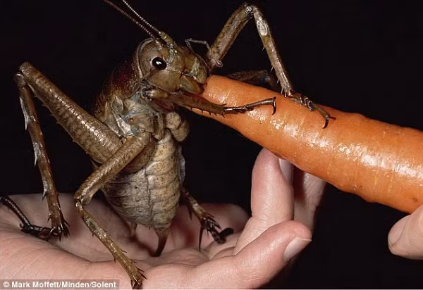 Dế Weta cũng là một trong những loài côn trùng có kích thước “khổng lồ” có thể khiến bất kỳ ai nhìn thấy nó hoảng sợ. Không tính chiều dài của chân và râu, thân hình của mỗi con dế Weta đã dài 10cm. Trọng lượng của chúng có thể lên tới 70-80 gam, lớn hơn ruồi nhặng từ 100 – 150 lần.