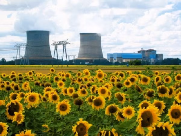 Chất phóng xạ cesium (Cs) có các tính chất tương tự kalium (Ka), một nguyên tố phổ biến trong phân bón hóa học. Trong trường hợp lượng Ka trong đất không đủ, cây hướng dương sẽ hấp thu Cs để sinh trưởng.
