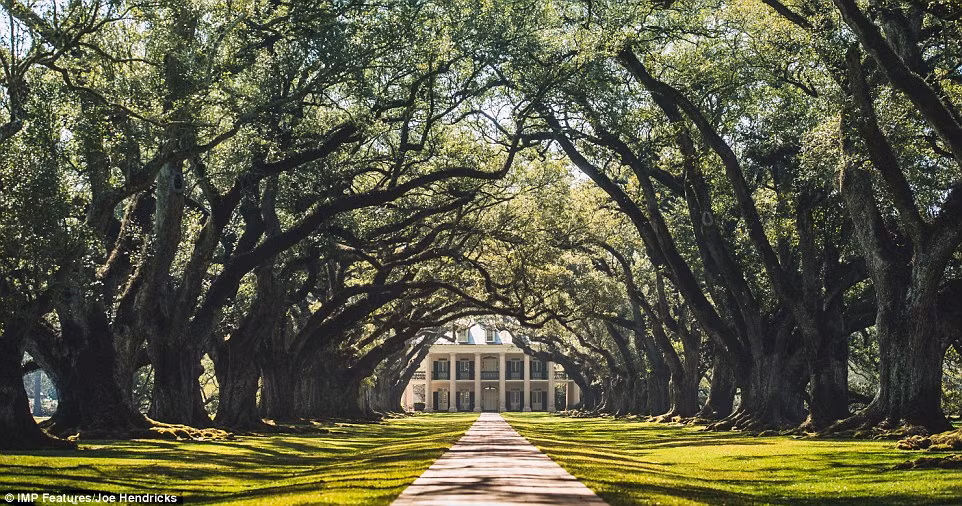Gia đình nhiếp ảnh gia Joe Hendricks cũng tới thăm đại lộ những cây sồi ở bang New Orleans.